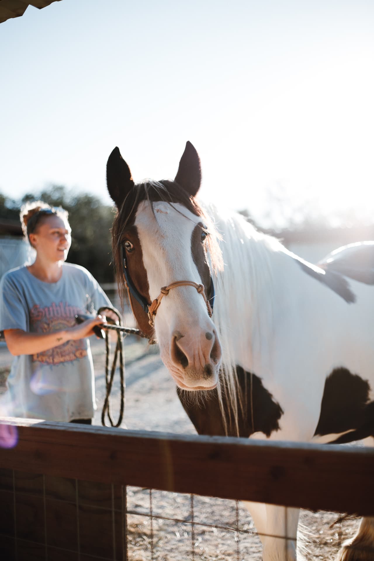 A rider greeting a horse