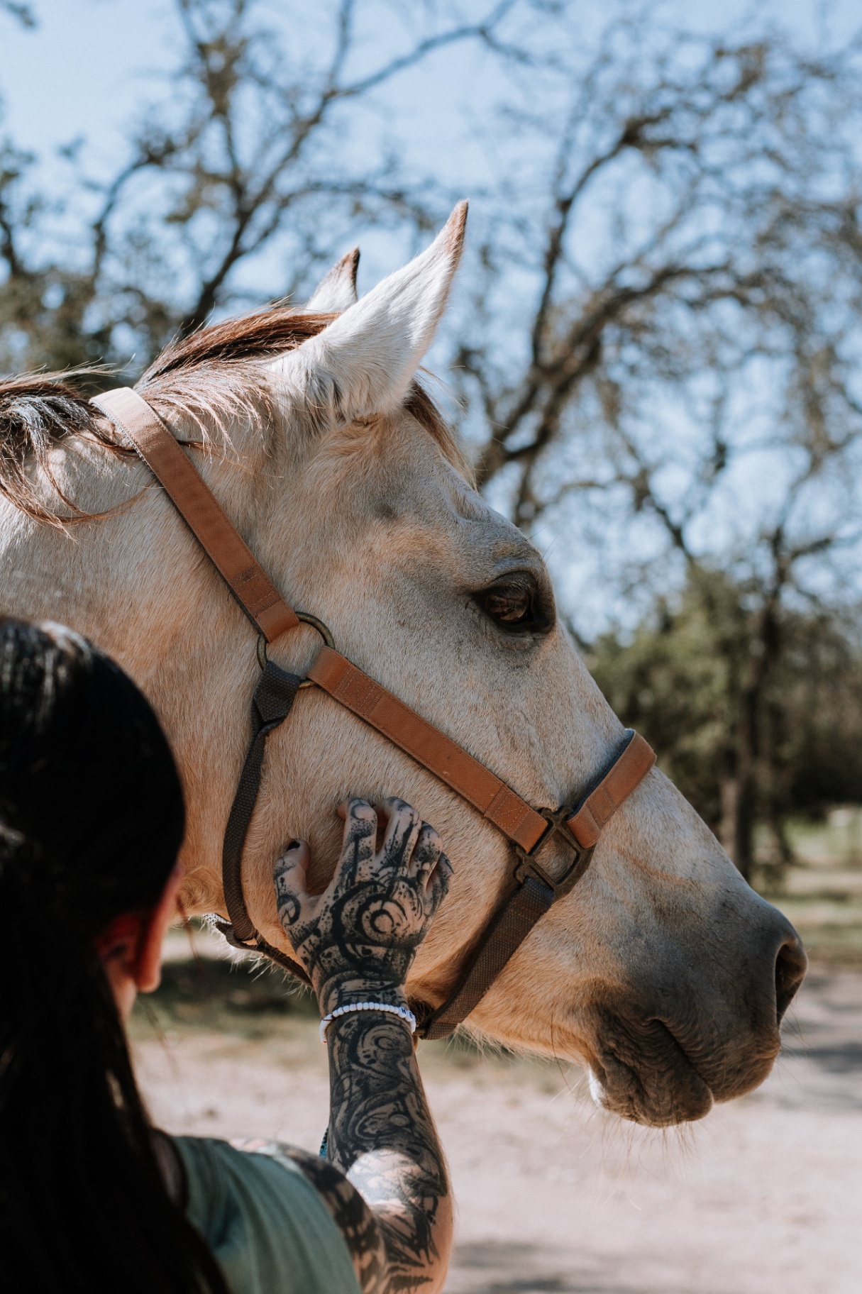 Rider greeting a horse