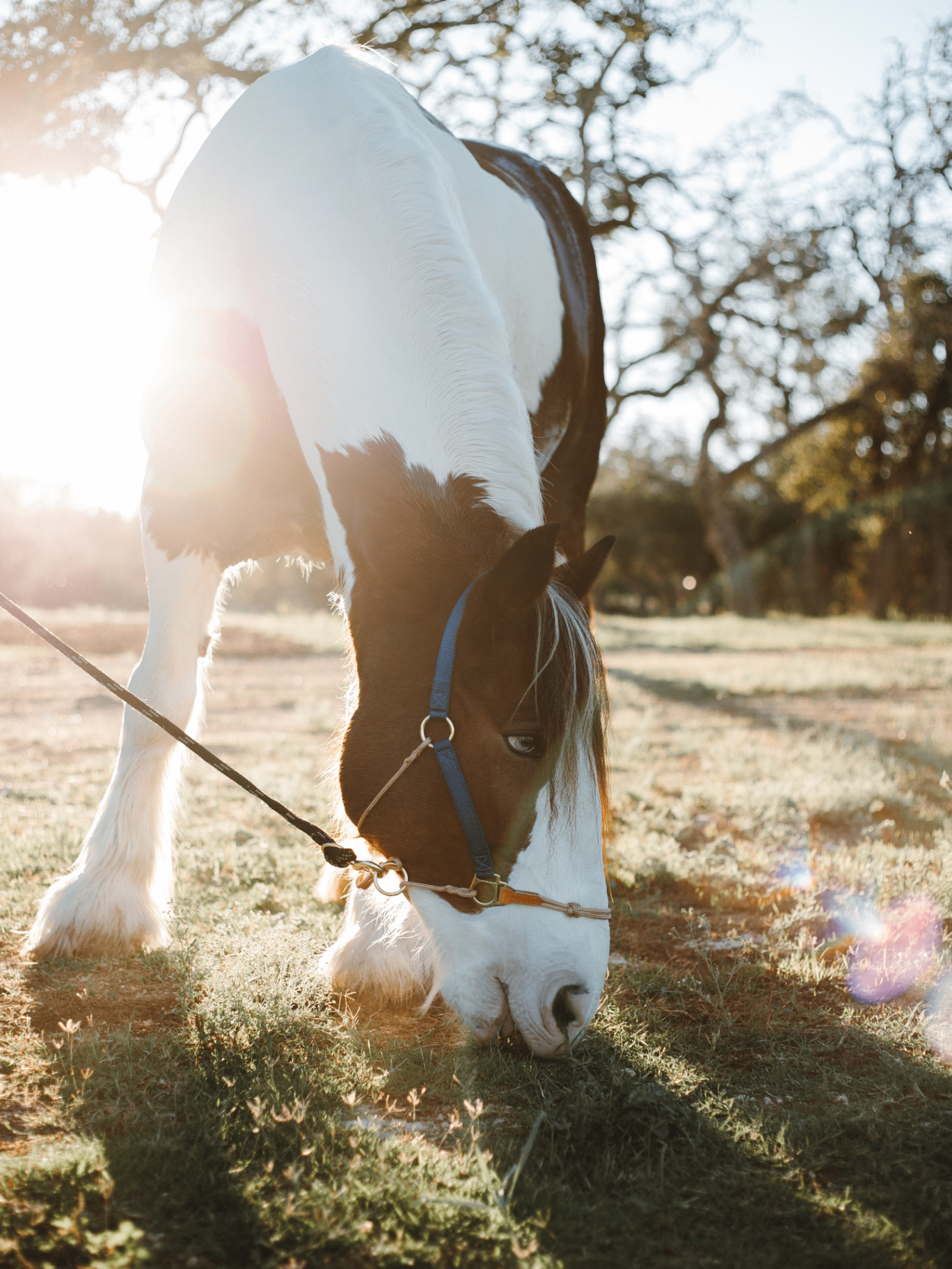 Horse grazing at Twisted Bit Ranch
